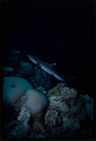 Whitetip reef shark swimming above coral reef