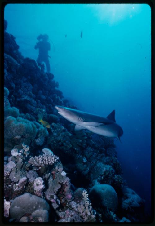 Whitetip reef shark swimming near coral reef with diver in background