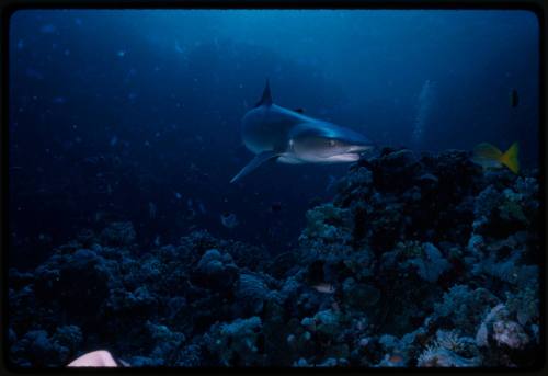 Whitetip reef shark and yellow fish swimming above coral reef