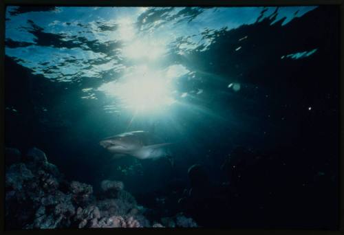 Whitetip reef shark swimming above coral reef with sun visible through water