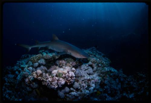 Whitetip reef shark swimming over a coral reef