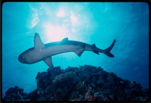 Belly of a whitetip reef shark swimming near coral reef