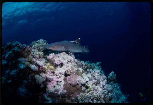 Whitetip reef shark and remora swimming over coral reef