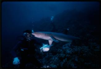 Whitetip reef shark swimming in front of diver