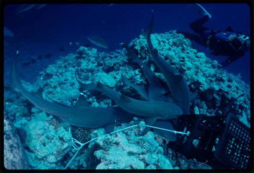 Diver with camera and a school of whitetip reef sharks