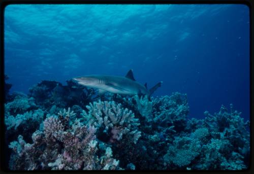 Whitetip reef shark swimming above coral reef