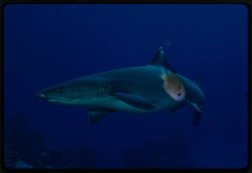 Whitetip reef shark