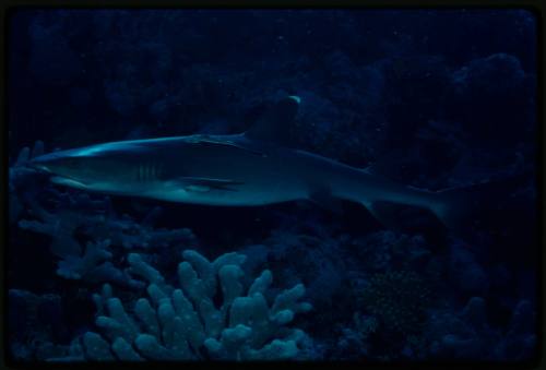 Whitetip reef shark swimming above coral