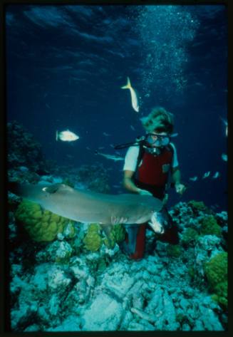 Diver feeding whitetip reef shark