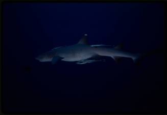 Whitetip reef shark with remora