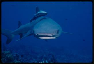 Close up of whitetip reef shark and remora