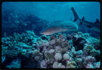 Two whitetip reef sharks swimming above coral reef