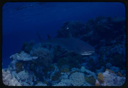 Whitetip reef shark swimming above coral reef