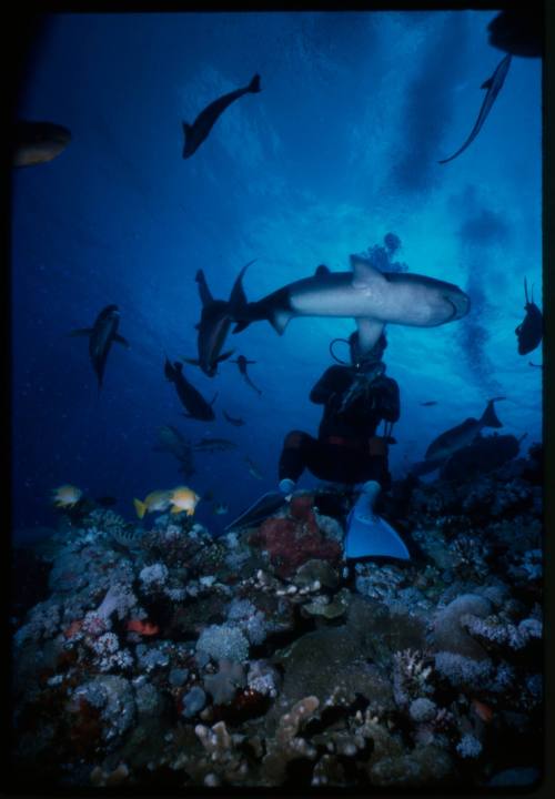 Diver amongst school of whitetip reef sharks