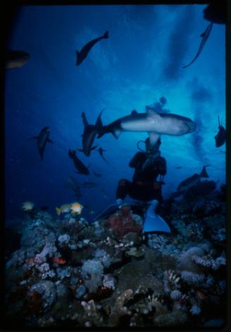 Diver amongst school of whitetip reef sharks