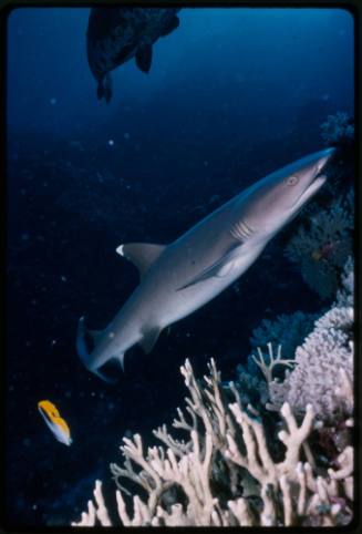 Whitetip reef shark swimming near coral reef