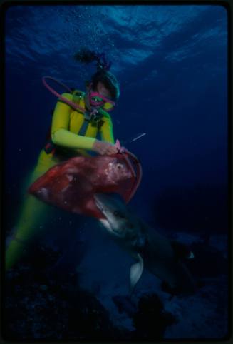 Diver likely Valerie Taylor and whitetip reef shark