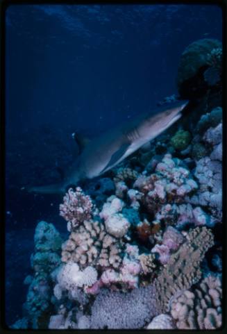 Whitetip reef shark swimming near coral reef