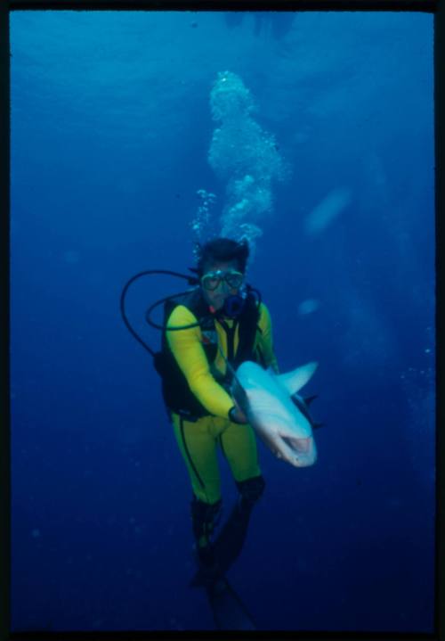 Diver holding whitetip reef shark upside down