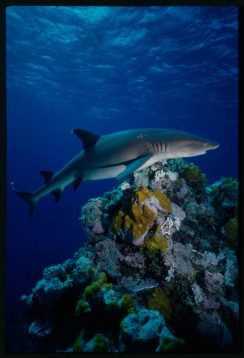 Whitetip reef shark swimming over coral reef