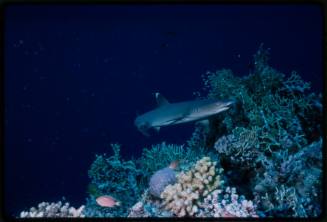 Whitetip reef shark swimming above coral reef