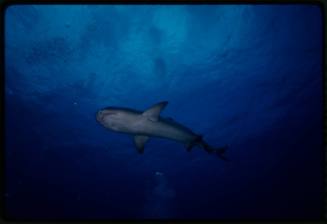 Whitetip reef shark swimming above camera