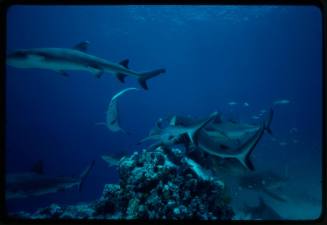 School of whitetip reef sharks around coral reef