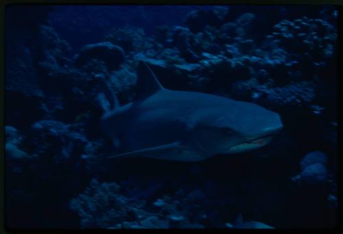 Whitetip reef shark with coral reef in background