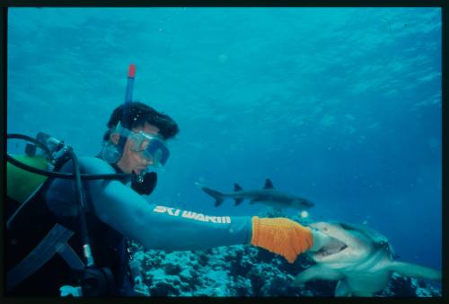 Diver feeding whitetip reef shark by hand