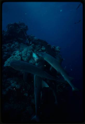 Three whitetip reef sharks around an object on a cord