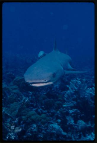 Whitetip reef shark swimming towards camera