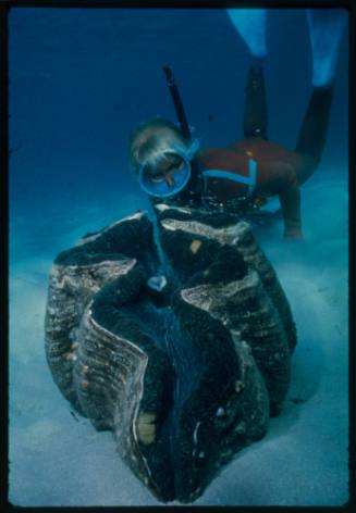 Valerie Taylor and a giant clam