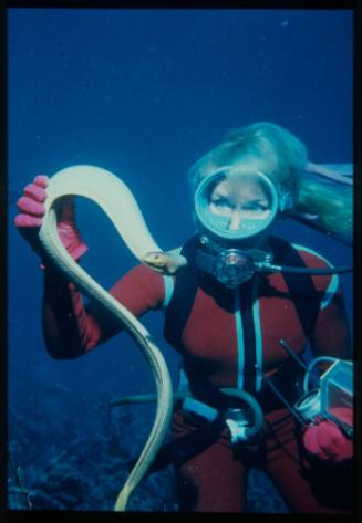 Valerie Taylor holding a sea snake underwater