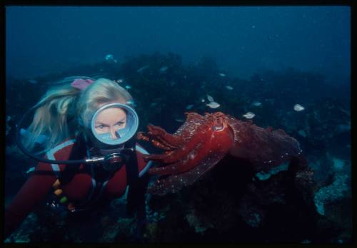 Valerie Taylor looking at cuttlefish swimming in front of her