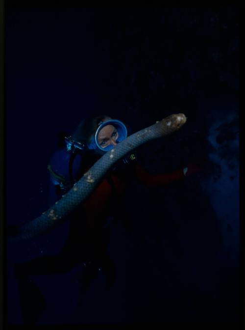 Valerie Taylor and olive sea snake