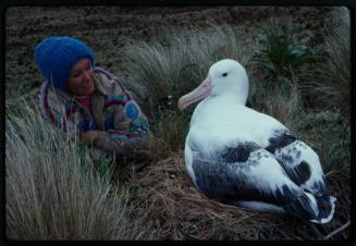 Valerie Taylor and southern royal albatross