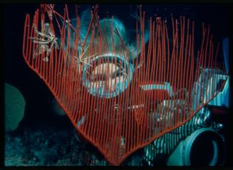 Valerie Taylor looking through red gorgonian coral