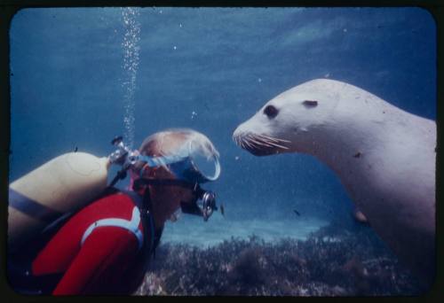 Valerie Taylor and an Australian sea lion