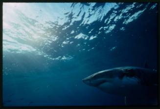 Great white shark near surface of water