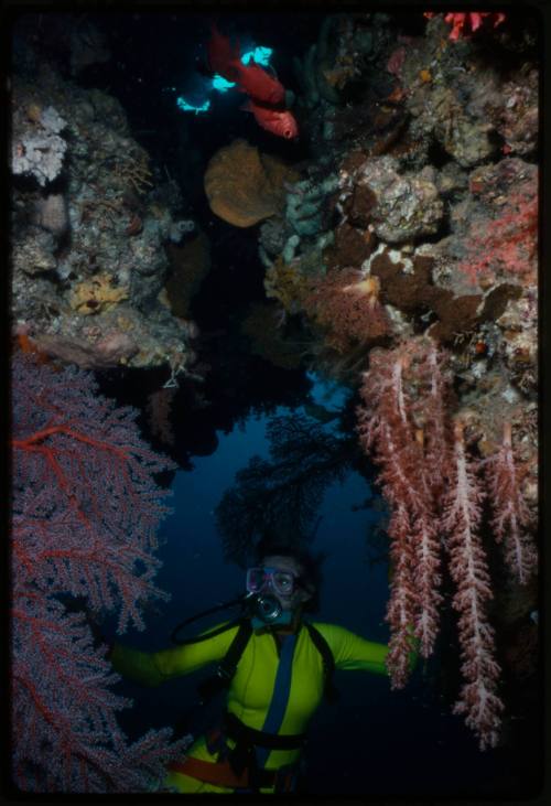 Valerie Taylor amongst corals