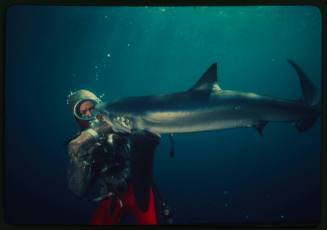 Valerie Taylor in mesh suit with forearm in mouth of blue shark