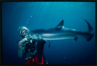 Valerie Taylor in mesh suit with forearm in mouth of blue shark