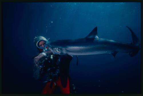 Valerie Taylor in mesh suit with forearm in mouth of blue shark