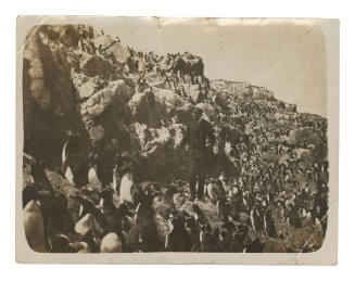 Man standing amongst penguins