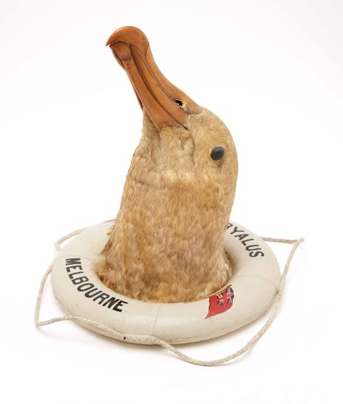 Stuffed albatross head mounted in a miniature ship's lifebuoy of the ship EURYALUS