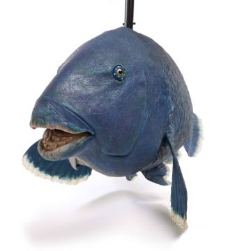 Blue groper puppet