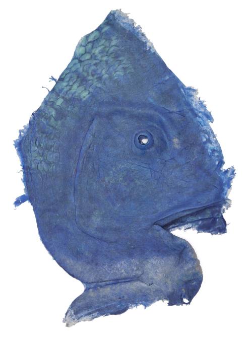 Skin sample of right Blueback face