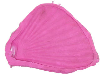 Pink fin mould