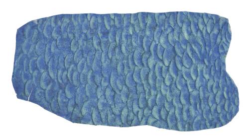 Sample of blueback skin