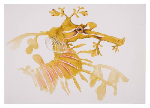 Leafy seadragon by teen Abby film prop